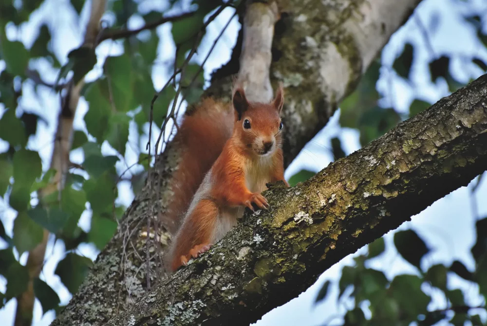 Naturwelten Steiermark - Eichhörnchen am Baum