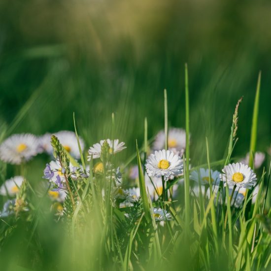 Blumenwiese