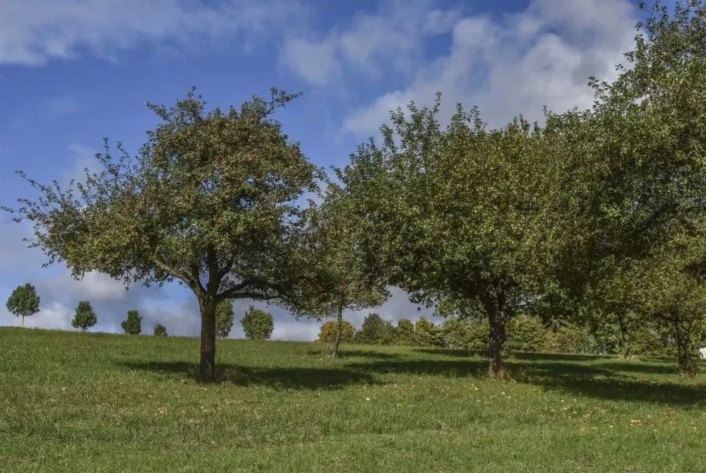 Naturwelten Steiermark Steirische Streuobstwiese