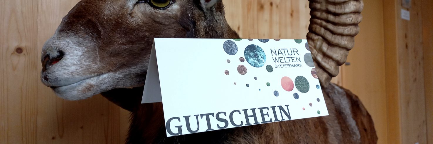 Gutschein Steinbock